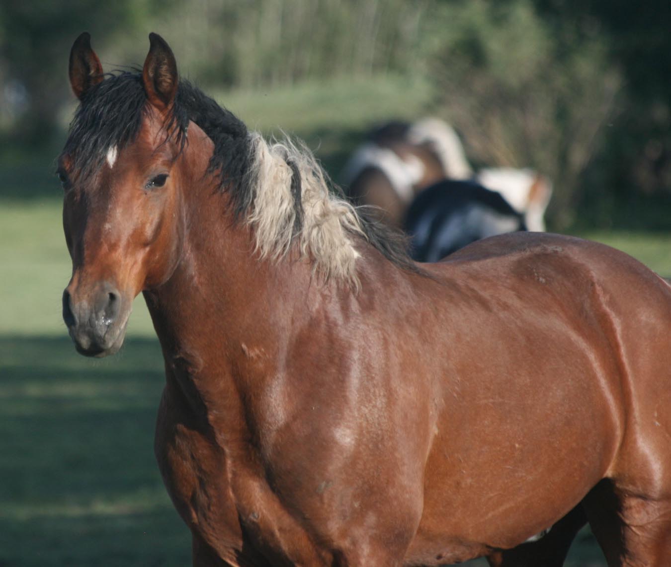 Lonesome Trail Paint Horses